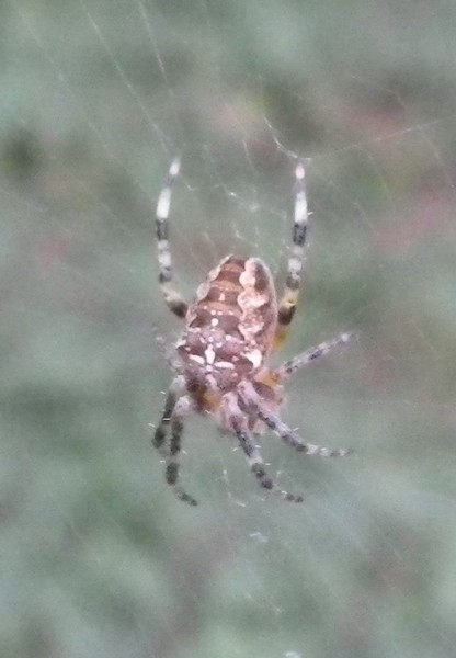 Araneus  diadematus